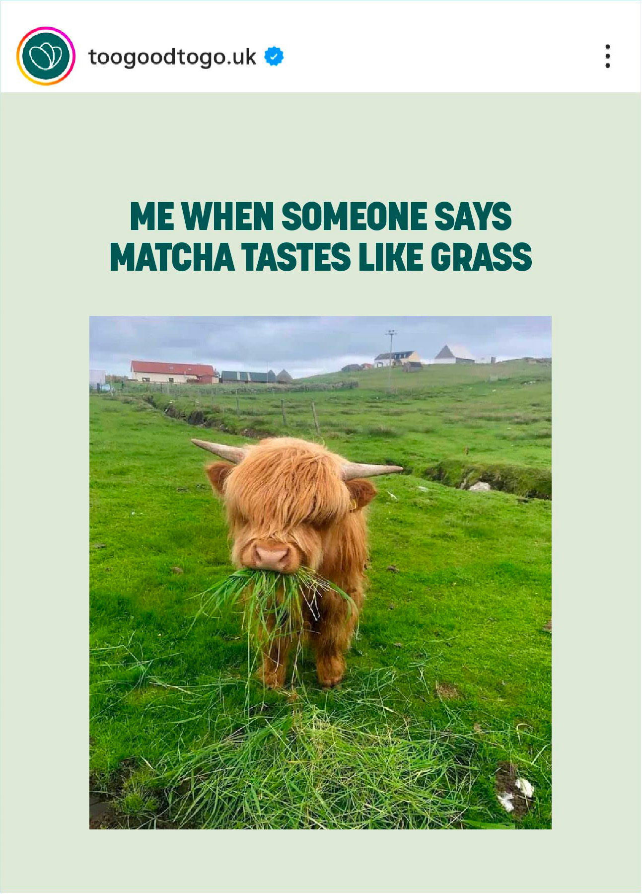 Instagram post: ‘Me when someone says matcha tastes like grass’, with a highland cow eating grass